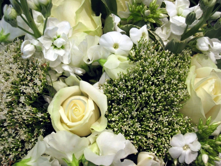 a bunch of white flowers are arranged in rows