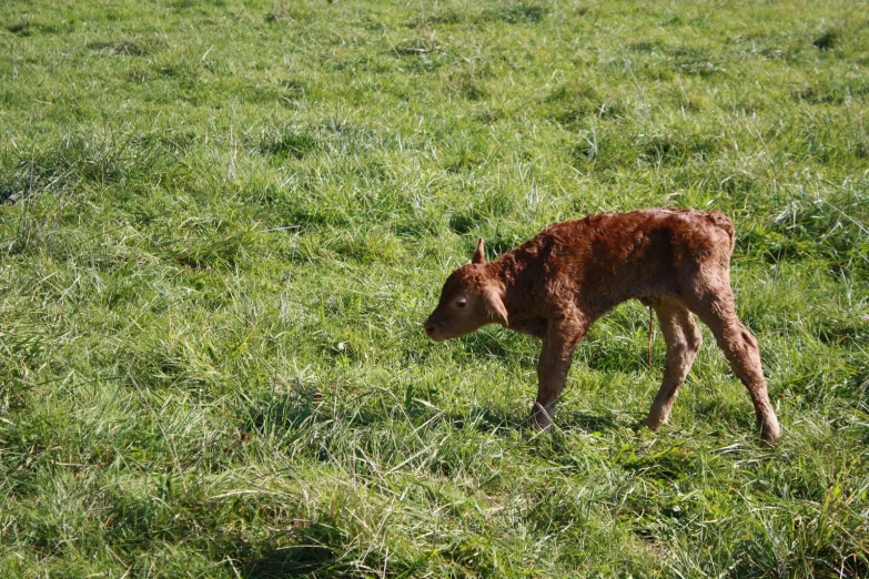 a brown calf in a grassy field with other cows