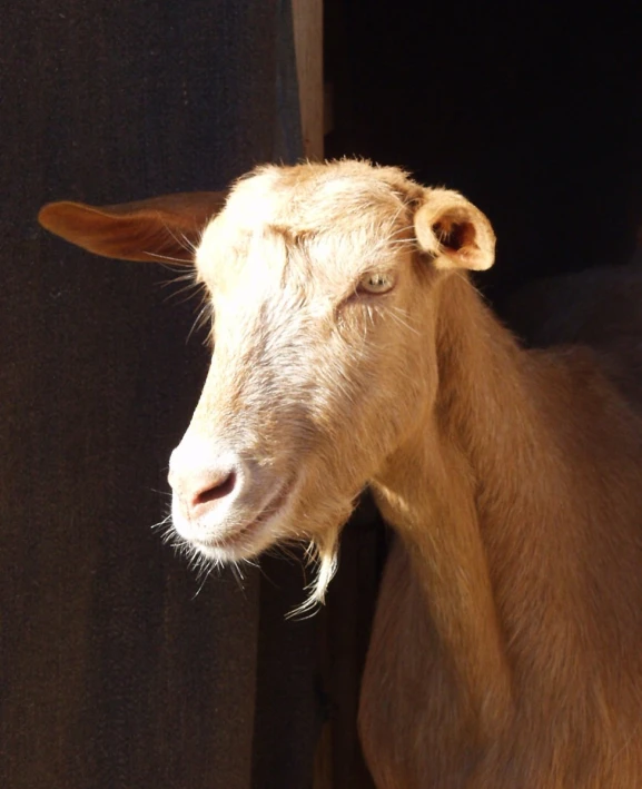 brown baby goat looking out of stall door