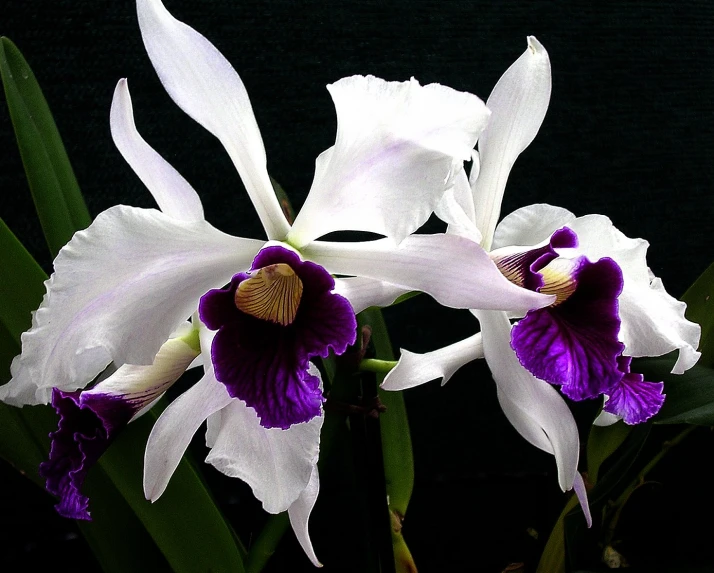 two purple and white orchids sit in the dark