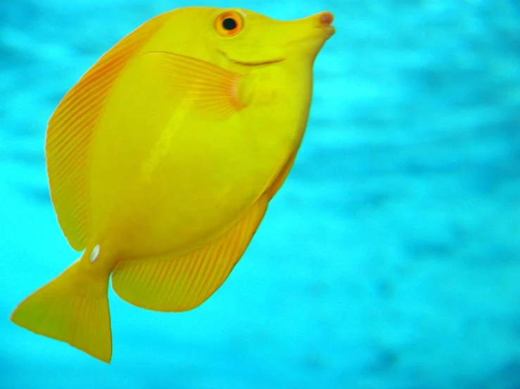 an orange fish swimming through the water