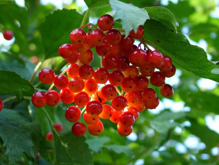 berries with leaves on a nch of a tree