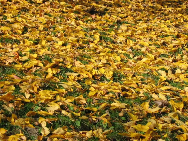 a patch of yellow leaves in the grass