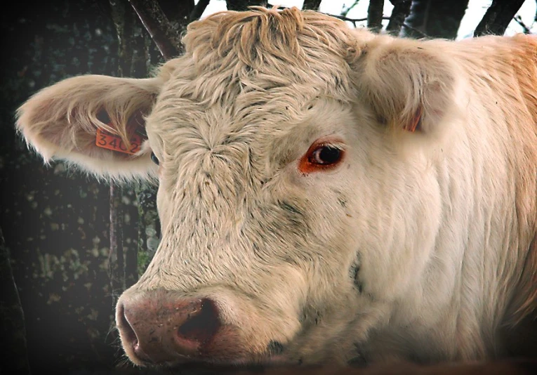 a large white cow has red patches on his nose