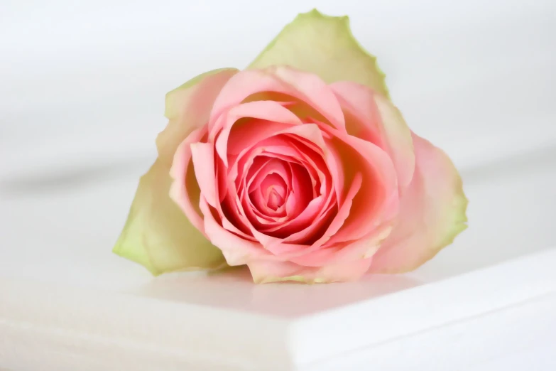 a pink rose on a white surface