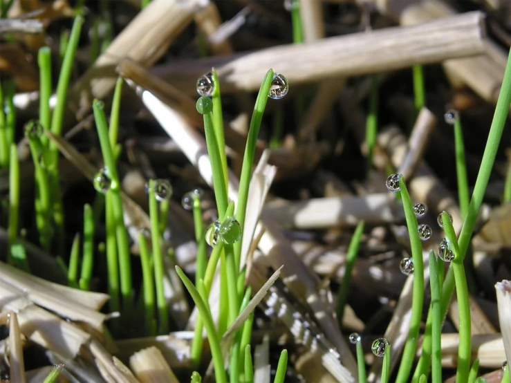 several tiny green shoots grow in the grass