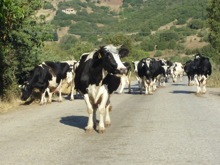 some black and white cows are on the road