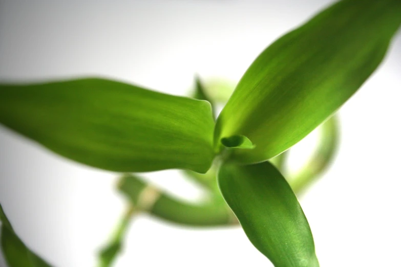 the green stems of a green plant in sunlight