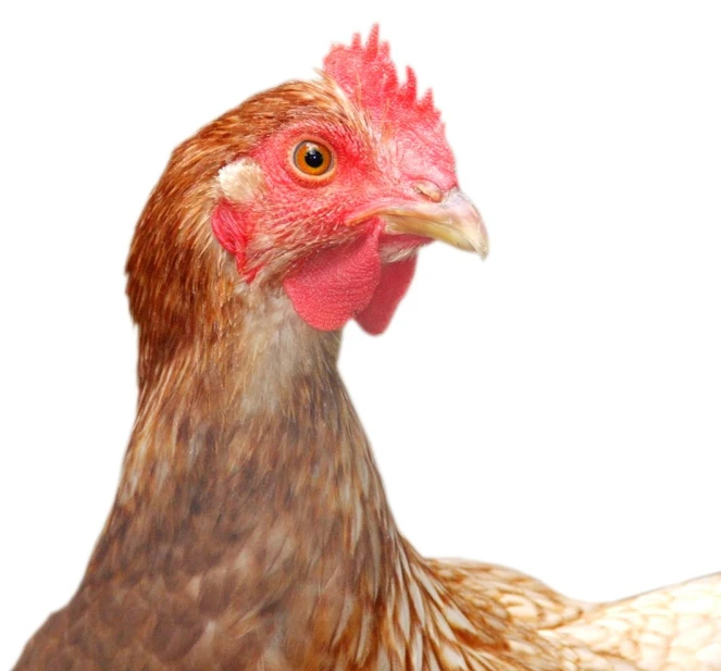 closeup of a red and tan rooster's head