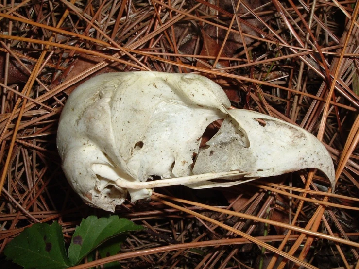 the skull of an animal laying on the ground