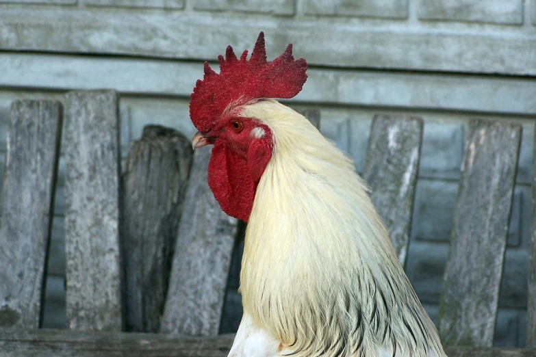 a rooster with blonde comb standing next to a wooden fence