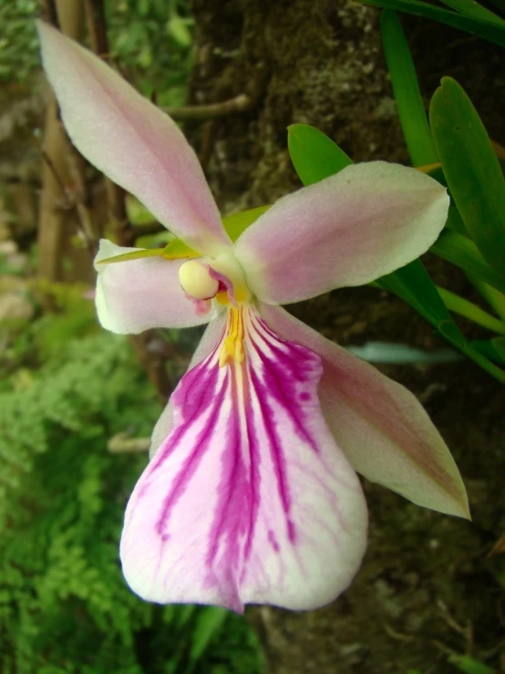 a white and pink orchid with some green leaves