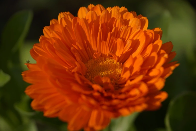 a bright orange flower in closeup, with green leaves