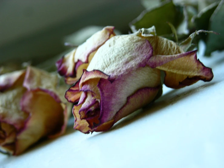 dried flowers displayed at home on the table