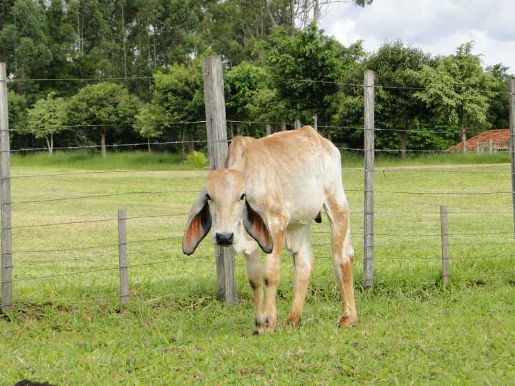 a cow is standing behind a metal fence