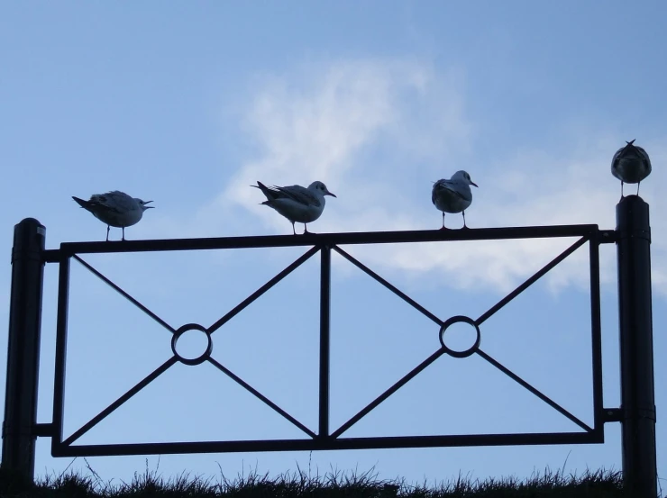 three birds perched on the top of an iron fence