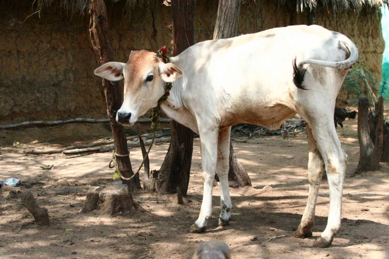 the cow is standing alone in the dirt