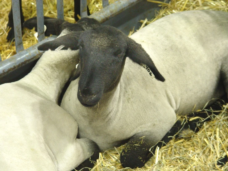 two sheep are laying on hay and hay in a pen