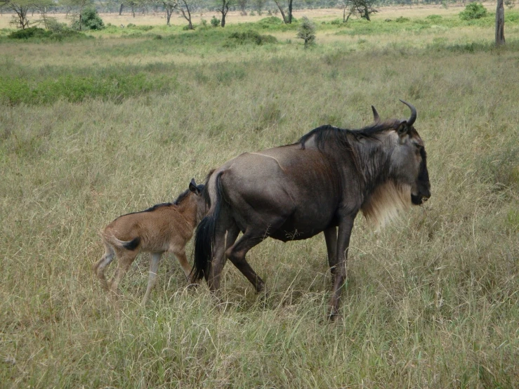 two animals walking on a grassy plain