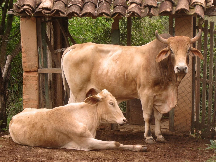 a large and a small brown cow lying in the dirt near a fence