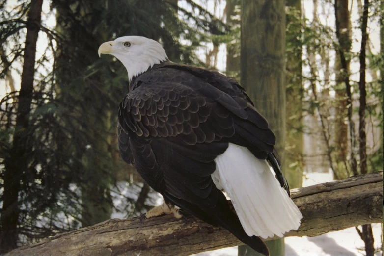 an eagle sits on a tree limb looking into the distance