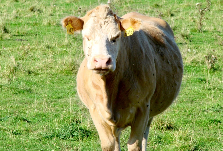 a cow that is standing in the grass