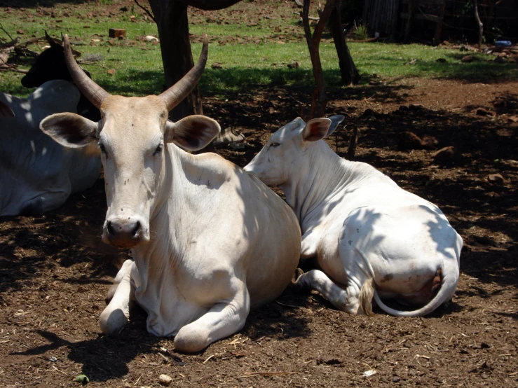 two cattle laying down on a dirt ground