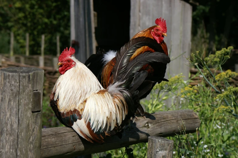 two roosters sit side by side on a fence