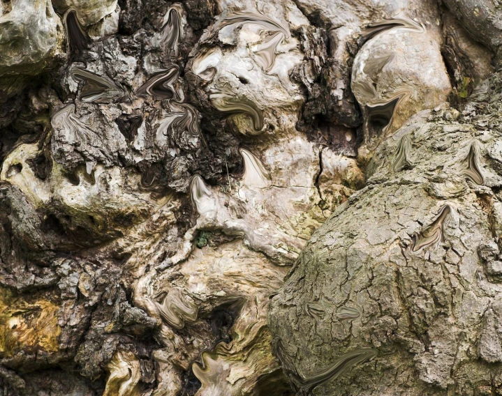 a piece of driftwood with tree bark and other wood screeches