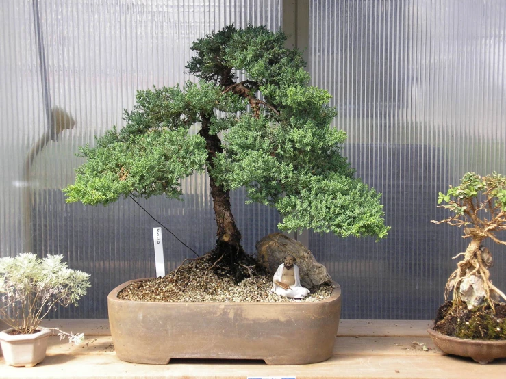 a bonsai tree is shown in front of a wall