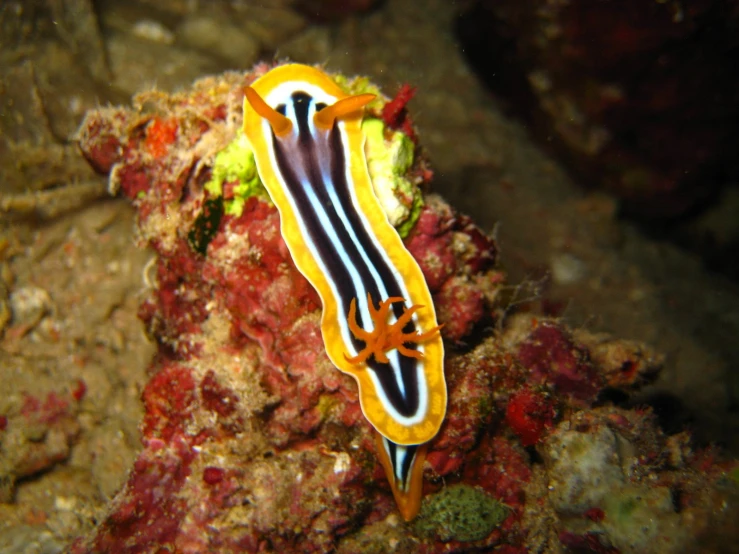 there is an orange and black striped gecko