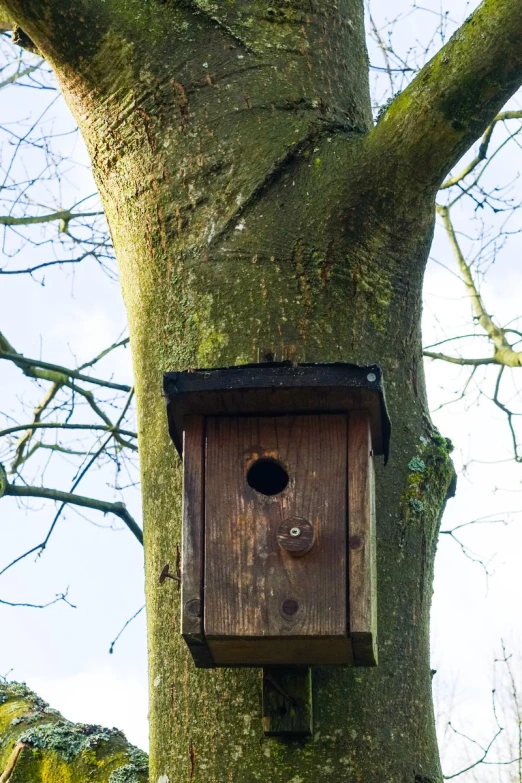 a bird house in a large tree