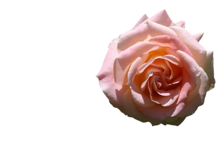 a large, pink rose on a white background