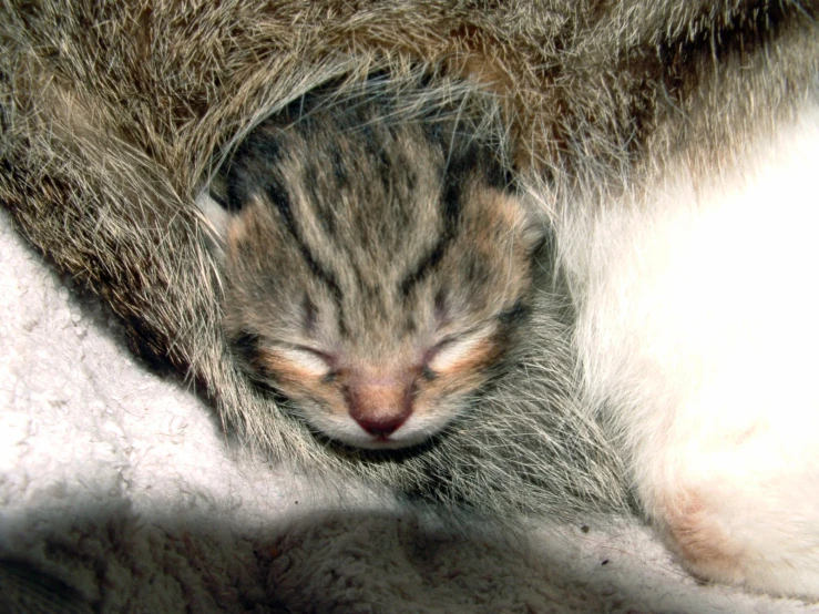 a small cat curled up asleep on a couch