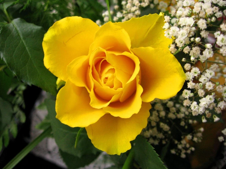 the yellow flower is next to white flowers