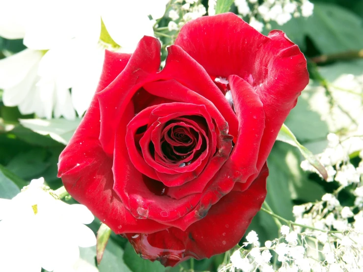 closeup of a large red rose blooming in a garden