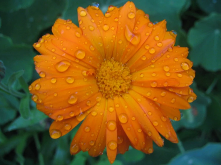 a close up of a flower with water drops on it