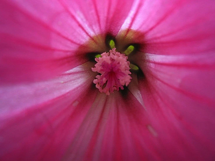 this flower is an important pink that has many different flowers