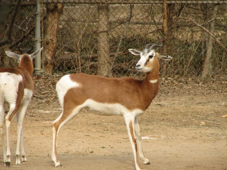 two goats in a fenced in area with trees