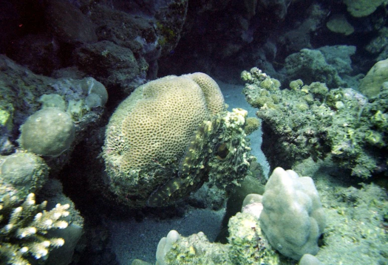 a big chunk of coral growing out of the ground