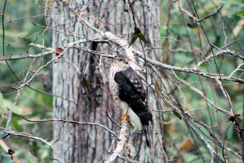 a bird is perched on the limb of a tree