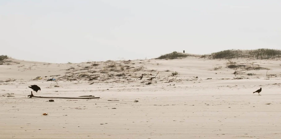 a couple of birds on a beach by sand