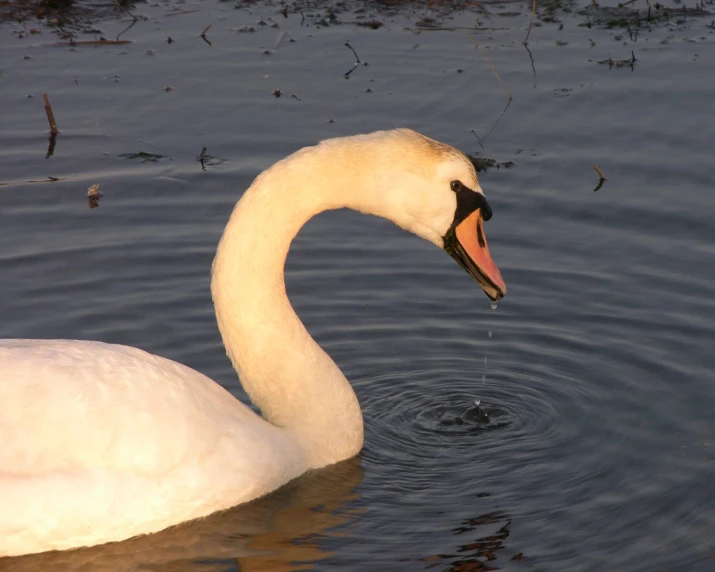 a swan swimming in the water with its neck out
