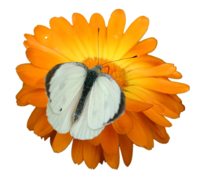 there is a large erfly that is sitting on an orange flower