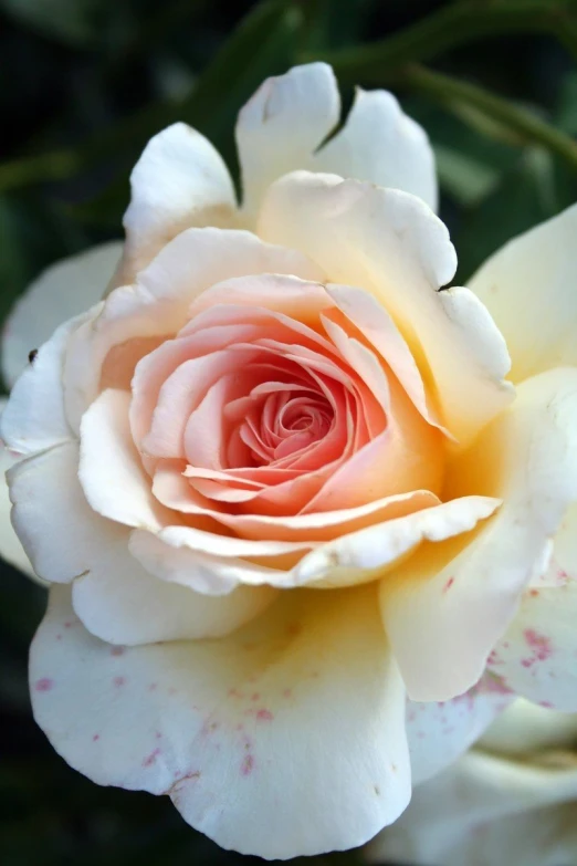 white roses blooming with pink centers and green leaves