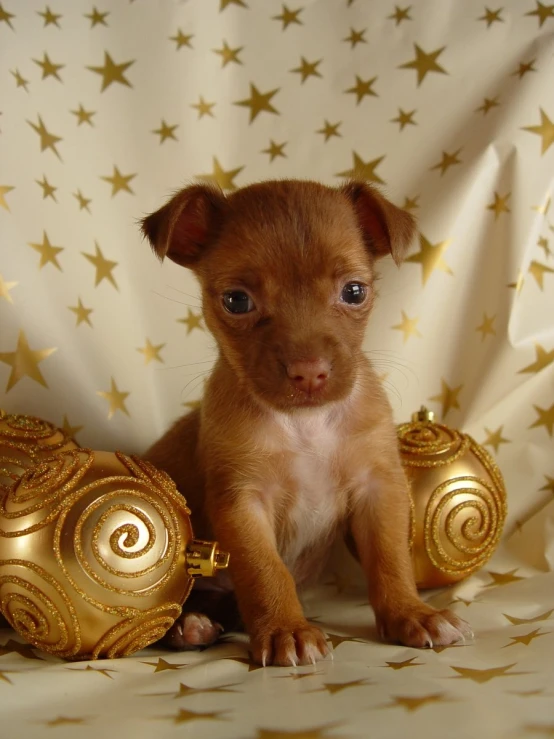 a little puppy is posed beside some ornaments