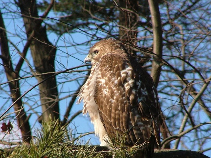 the bird is perched in a tree, looking over its shoulder