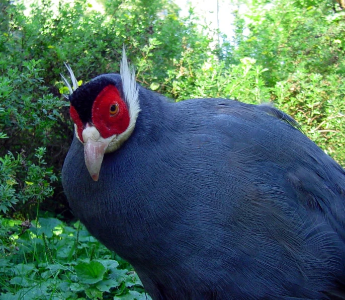 a large black bird with a white beak and red head