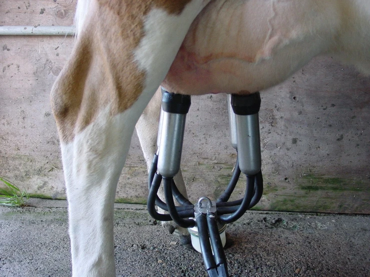 the legs of a horse that is standing on pavement
