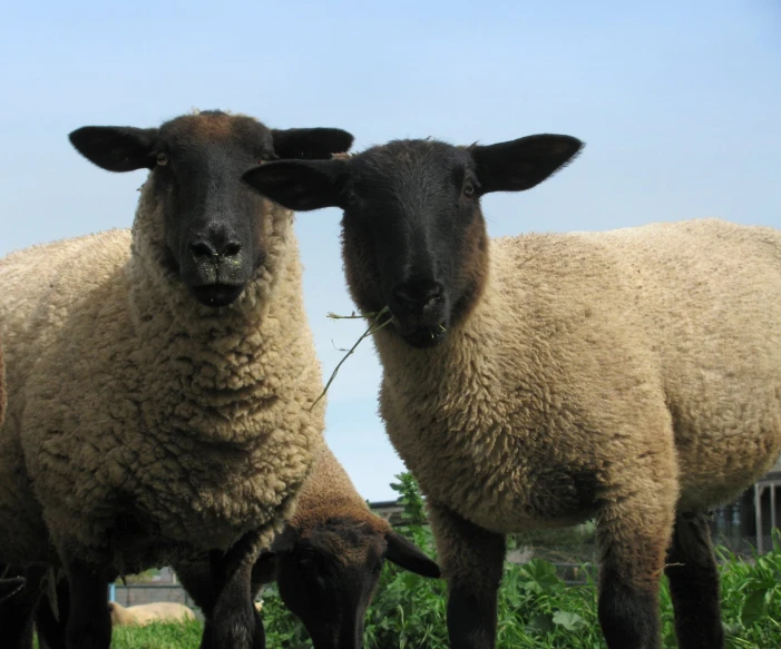 sheep with ears sticking out to the side